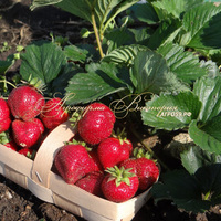 Клубника ШАРЛОТТА (КРУПНОМЕР! ОГРОМНЫЙ КУСТ, УРОЖАЙ В ГОД ПОСАДКИ) Клубника ШАРЛОТТА (КРУПНОМЕР! ОГРОМНЫЙ КУСТ, УРОЖАЙ В ГОД ПОСАДКИ)